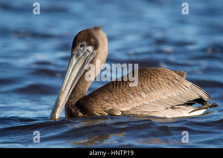 Un bambino Brown Pelican galleggia sul luminoso blu acqua in una giornata di sole in mostra è bellissimo feather pattern. Foto Stock