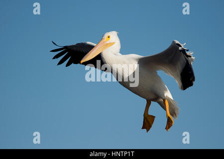 Un grande Americano bianco Pelican scivola a terra con le sue ali distese e i piedi appeso a una luminosa giornata di sole. Foto Stock