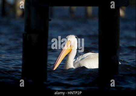 Un Americano bianco Pelican nuota nel blu scuro acqua dietro il dock posti in un faretto di bright sun. Foto Stock