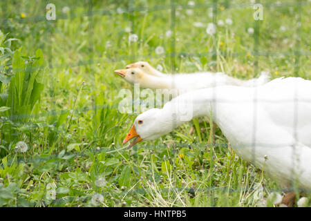 Tre oche bianco mangiare erba Foto Stock