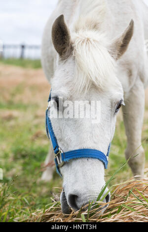 Close-up di un cavallo bianco mangiare erba in un prato sull'Isola di Jeju in Corea del Sud. Osservato dalla parte anteriore. Foto Stock