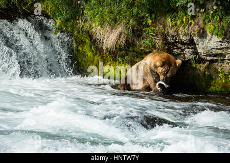 Grande maschio orso bruno la cattura del salmone durante l'accoppiamento eseguito nei primi giorni di luglio. Molti orsi vieni al cade durante il salmone esegui per mangiare il loro riempimento di EAS Foto Stock