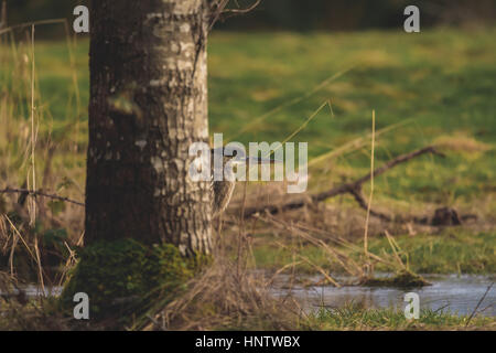 Funny Heron nascondersi dietro tree Foto Stock