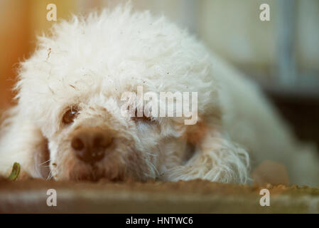 Close up ritratto di perso barboncino bianco sporco cane Foto Stock