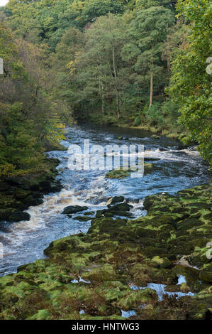 Alta Vista del fiume Wharfe fluente attraverso una stretta e ripida facciate valle delimitata da 'hotel Astrid Legno - Bolton Abbey Estate, Yorkshire Dales, Inghilterra, Regno Unito. Foto Stock