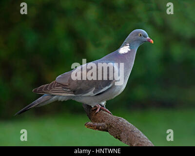 Woodpigeon comune appollaiato sul ramo Foto Stock