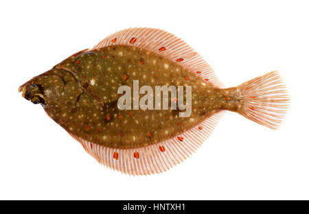 Tutto fresco passera di mare Pesce isolato su sfondo bianco Foto Stock