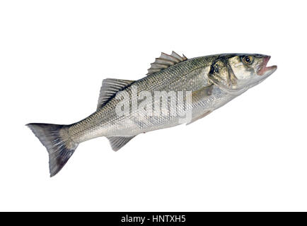 Fresco intero di mare Pesce Spigola (Dicentrarchus labrax) isolato su sfondo bianco Foto Stock