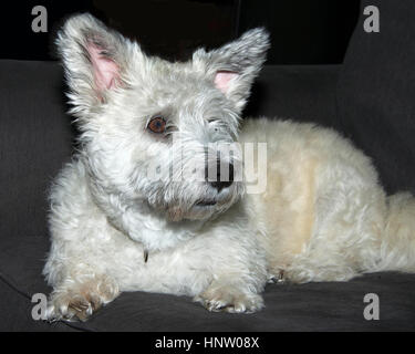 Terrier Schnauzer Mix cane bianco giacente su un divano guardando, guardare un occhio coperto con i capelli. Ha bisogno di governare. Foto Stock