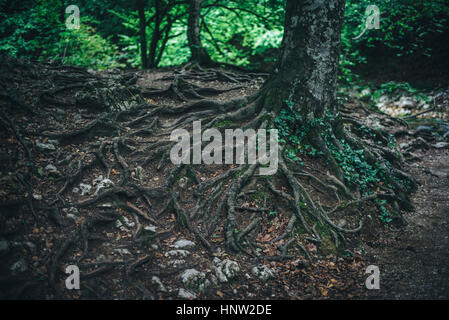 Esposte le radici di albero nella foresta Foto Stock