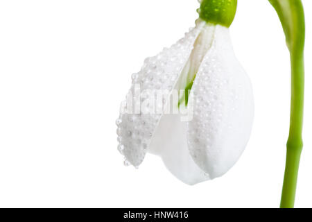 Fiore bianco molla snowdrop close-up, isolato su uno sfondo bianco. Foto Stock