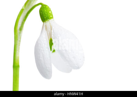 Fiore bianco molla snowdrop close-up, isolato su uno sfondo bianco. Foto Stock