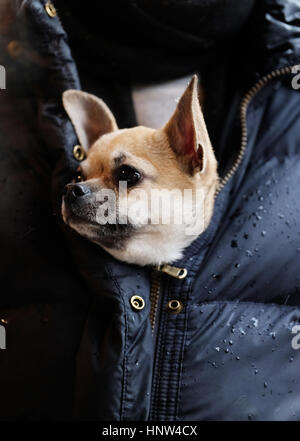 Chihuahua miniatura cane dentro una giovane donna di ricoprire per mantenere in caldo su un giorno inverni a Montmartre, Paris. Foto Stock