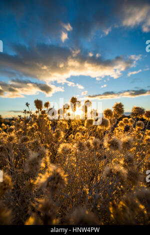 Close up di fiori di colore marrone al tramonto Foto Stock