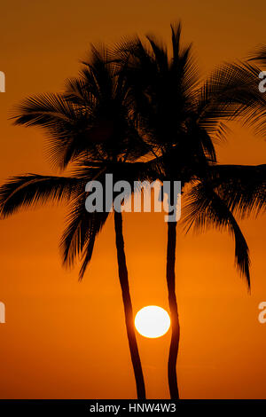 Sun tra silhouette di palme Foto Stock