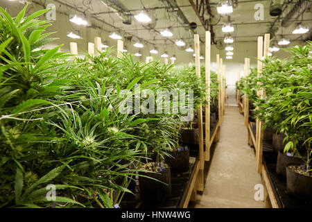 Piante di cannabis in crescita in serra Foto Stock
