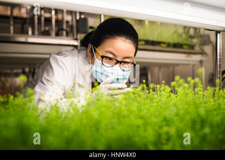 Scienziato asiatico esaminando le piante in laboratorio Foto Stock