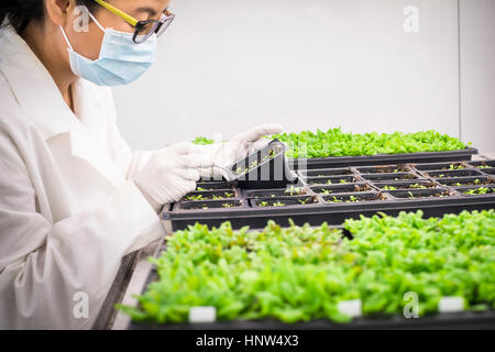 Scienziato asiatico esaminando le piante in laboratorio Foto Stock