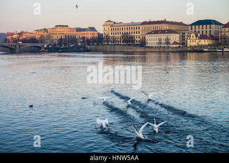 Un gruppo di cigni sul fiume Vltava, Praga, Repubblica Ceca Bohemia Repubblica, Europa Foto Stock