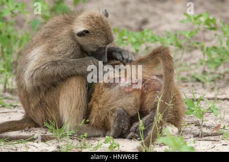 Babbuino close up sulle rive chobe botswana Foto Stock