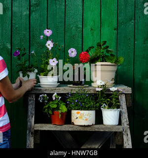 Donna disponendo pentola floreale sul rack Foto Stock