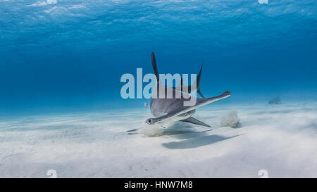 Grande Hammerhead a scavare nella sabbia per parti di pesce, Infermiere squalo in background, vista subacquea Foto Stock