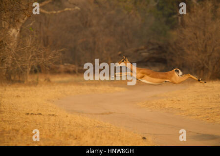 Impala femmina (Aepyceros melampus) jumping mezza aria su sterrato, Parco Nazionale di Mana Pools, Zimbabwe Foto Stock