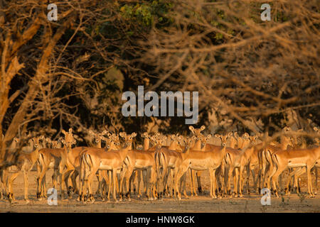 Attenti alla mandria di impala (Aepyceros melampus), il Parco Nazionale di Mana Pools, Zimbabwe Foto Stock