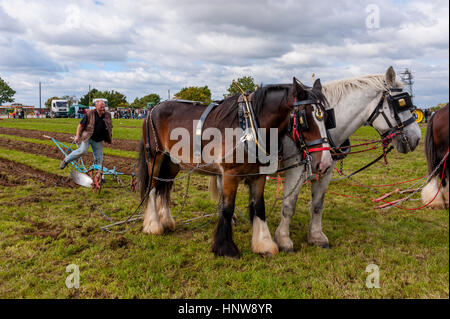 Aratro cavalli a una partita di aratura a Cliffe vicino a Gravesend Kent. Foto Stock