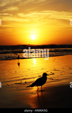 Uccello Foto Stock