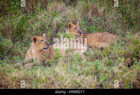 Lion cubs, Lake Nakuru National Park, Kenya Foto Stock