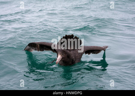 Il gigante del nord Petrel nuotare nell'Oceano Pacifico vicino alla costa di Kaikoura a Canterbury in Nuova Zelanda. Questa specie ha una apertura alare fino a due Foto Stock