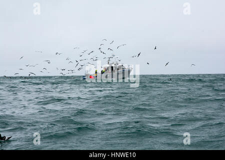 Le navi da pesca attraggono sull'Oceano Pacifico vicino a Kaikoura in Nuova Zelanda albatri e altri uccelli marini come papere che sono alla ricerca di appoggi per montaggio passante Foto Stock