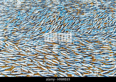 Lo sfondo di lucido acciughe, essiccamento a Negombo porta, Sri Lanka. Foto Stock