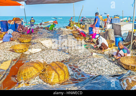 NEGOMBO, SRI LANKA - Novembre 25, 2016: persone pulire i cumuli di acciughe, seduto sulla sabbia al porto di pesca, con il seascape sullo sfondo, Foto Stock