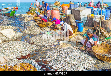 NEGOMBO, SRI LANKA - Novembre 25, 2016: i lavoratori pulire i cumuli di acciughe e piegarla alle ceste, preparazione per la vendita presso il principale mercato del pesce, l Foto Stock