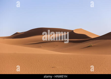 Paesaggio del deserto marocchino. Sahara al confine con l'Algeria Foto Stock