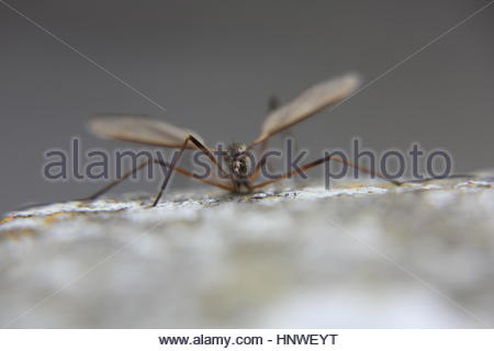 Un insetto, più probabile una gru fly si inerpica su una lastra tombale in Irlanda Foto Stock