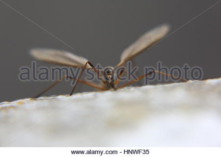 Un insetto, più probabile una gru fly si inerpica su una lastra tombale in Irlanda Foto Stock