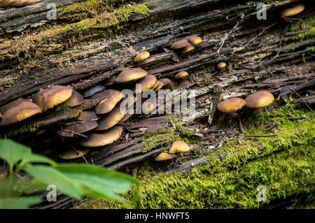 Nella foresta su vecchi ceppi di funghi crescono Foto Stock