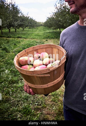 La sezione centrale dell'uomo tenendo la benna di appena raccolto mele Foto Stock