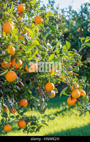 Lo spagnolo le arance che crescono in un frutteto con erba verde su un luminoso giorno di sole Foto Stock
