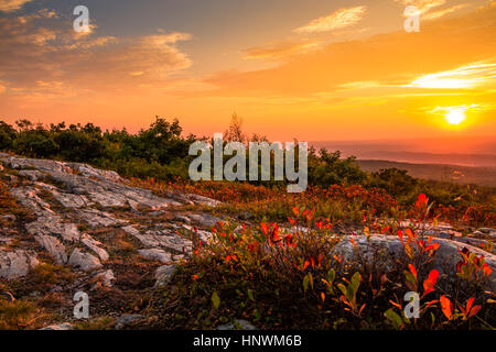 Salva anteprima Download cespugli di mirtilli girare un bel rosso vivace a inizio autunno come il sole tramonta in cima High Point State Park, New Jersey Foto Stock