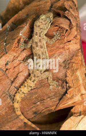 LEAF TOED GECKO, Hemidactylus parvimaculatus, Bhoramdeo Wildlife Sanctuary, Chhattisgarh. Dimensioni Medicum gecko Foto Stock