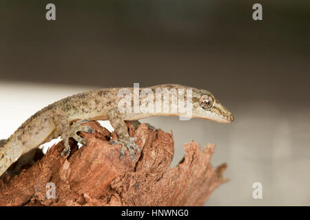 LEAF TOED GECKO, Hemidactylus parvimaculatus, Bhoramdeo Wildlife Sanctuary, Chhattisgarh. Di medie dimensioni gecko Foto Stock