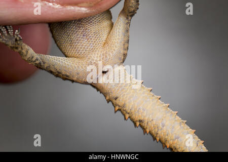 LEAF TOED GECKO, Hemidactylus parvimaculatus, Bhoramdeo Wildlife Sanctuary, Chhattisgarh. Dimensioni Medicum gecko Foto Stock