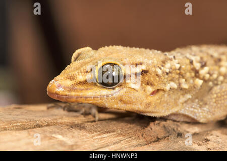 LEAF TOED GECKO, Hemidactylus parvimaculatus, Bhoramdeo Wildlife Sanctuary, Chhattisgarh. Di medie dimensioni gecko Foto Stock