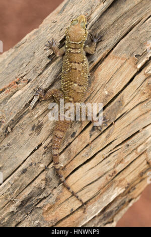 LEAF TOED GECKO, Hemidactylus parvimaculatus, Bhoramdeo Wildlife Sanctuary, Chhattisgarh. Dimensioni Medicum gecko Foto Stock