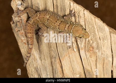 Leaf toed gecko, hemidactylus parvimaculatus, bhoramdeo Wildlife Sanctuary, Chhattisgarh. medie gecko Foto Stock