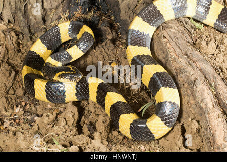 Nastrare krait, Bungarus fasciatus, Raipur, Chhattisharg. Uno dei più grandi kraits, con una lunghezza massima fino a 2,1 m velenose. Comune Foto Stock